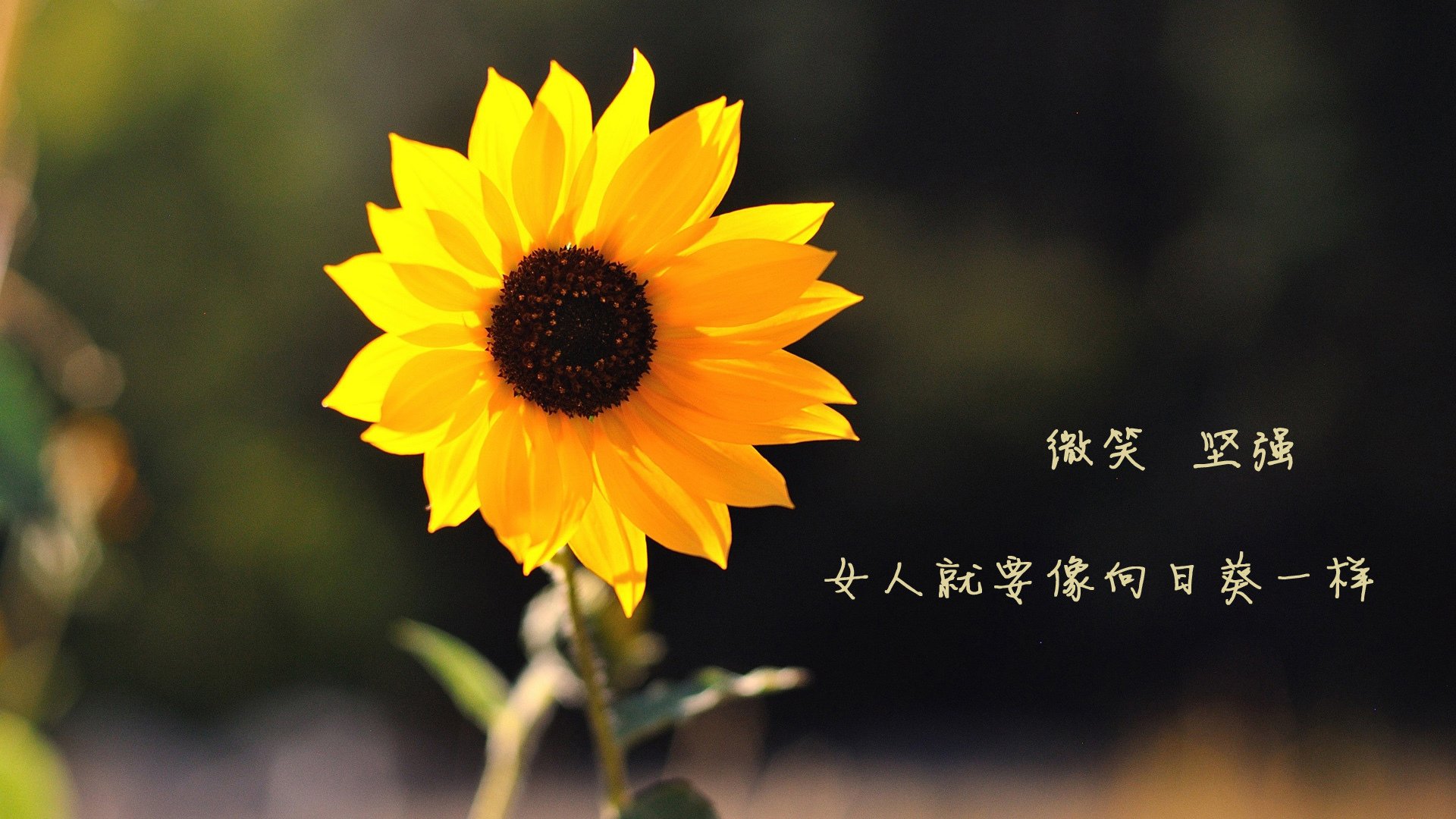 爱游戏-CBA豪门球队公布新赛季目标，力争夺冠，cba土豪队