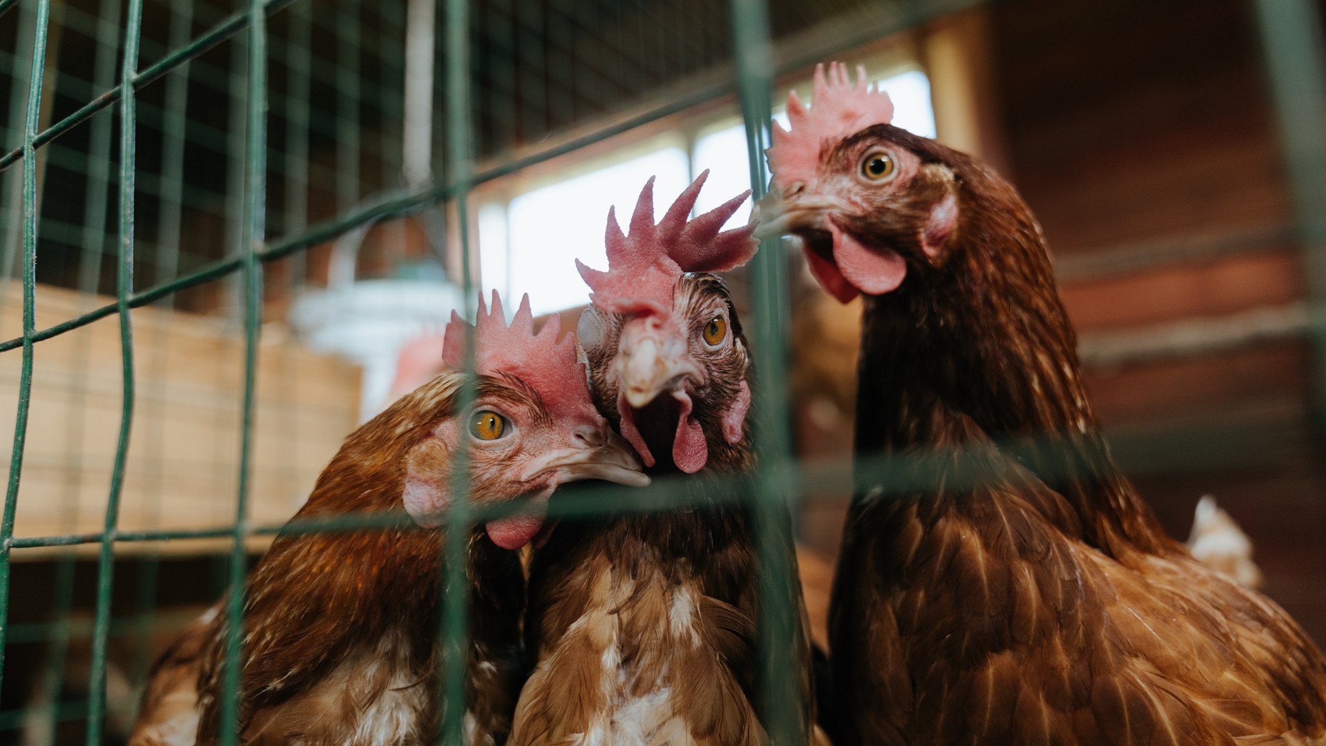 中国足球青训教练员专业能力培训加快,中国足球青训学校有哪些