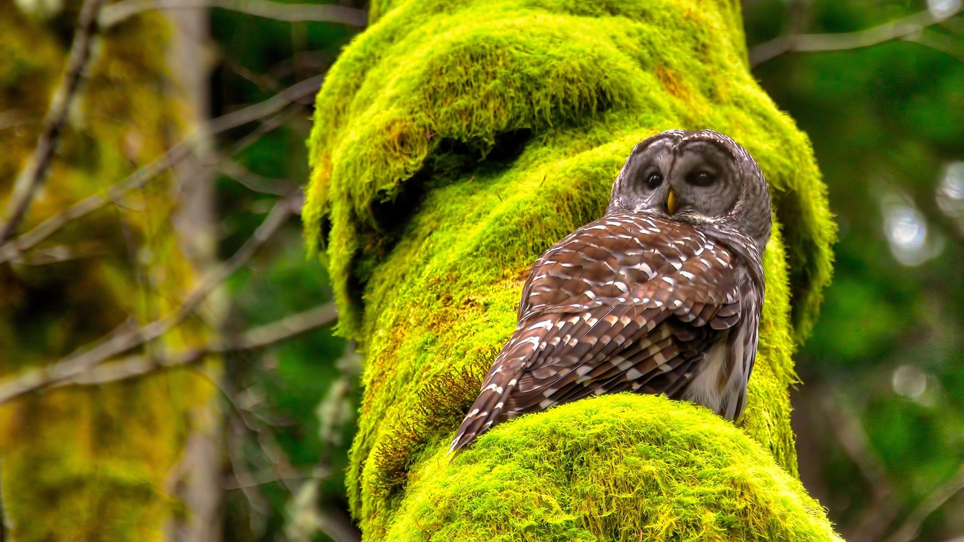 水球攻防转换奥地利行云流水