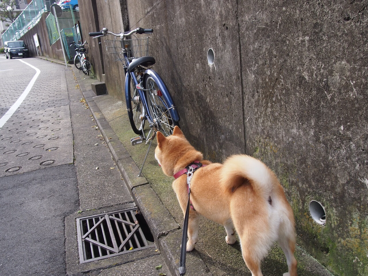 法甲未来巨星:新秀崛起,智造奇迹!,法甲潜力球员