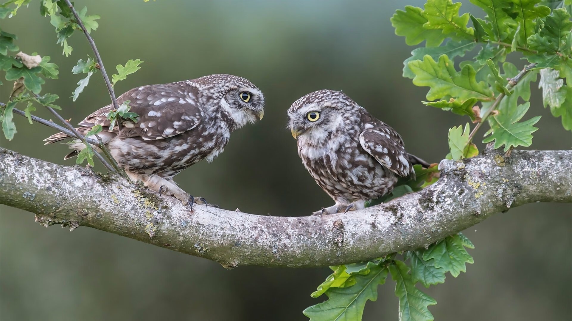 科特迪瓦男篮在非洲锦标赛中持续升温,力争梦寐以求的奥运资格