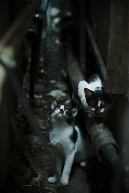 -自由泳长距离吉尔吉斯斯坦耐力出色，吉尔吉斯斯坦自由行