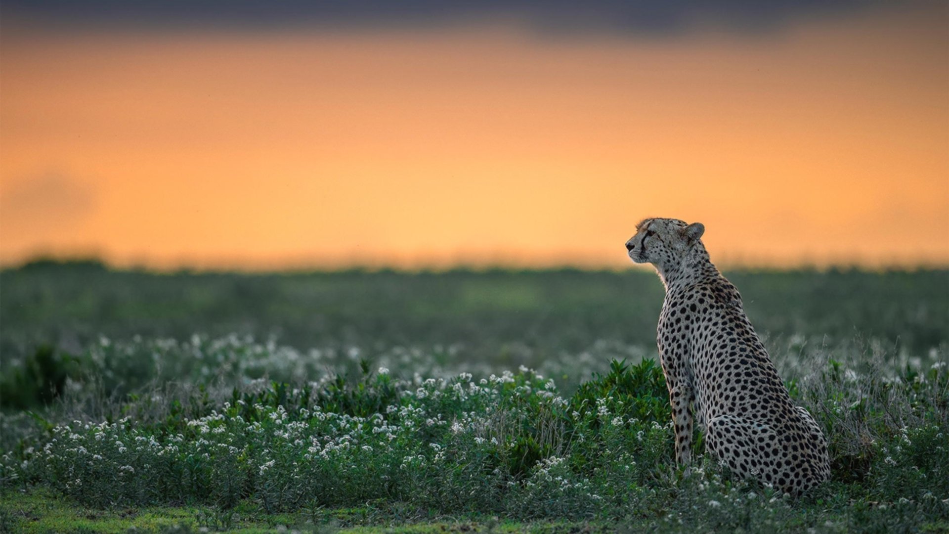 AIYOUXI.COM-英超冠军争夺：悬念重重，精彩不断！，英超 联赛冠军